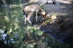 Bambi-allo-specchio