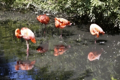 Fenicotteri-al-bagno