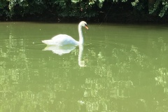 Il-Cigno-reale